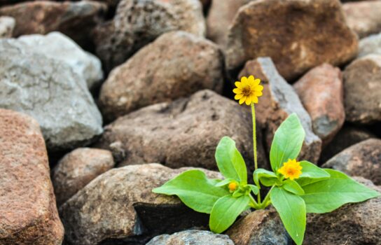 Resilience and Adaptability